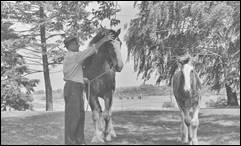 A person petting a horse

Description automatically generated with medium confidence