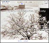 A tree covered in snow

Description automatically generated with low confidence